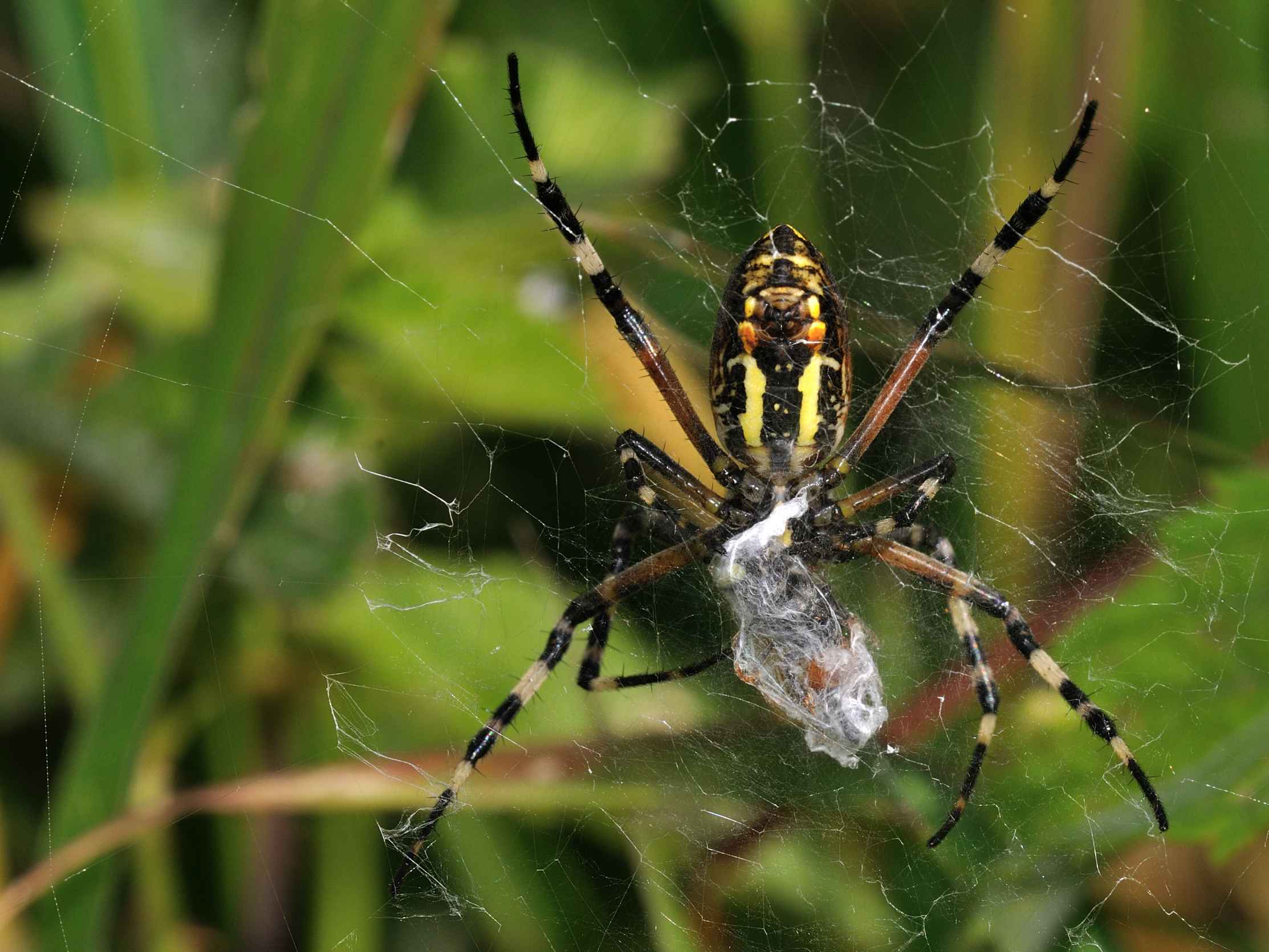 Araneidae - Argiope bruennichi